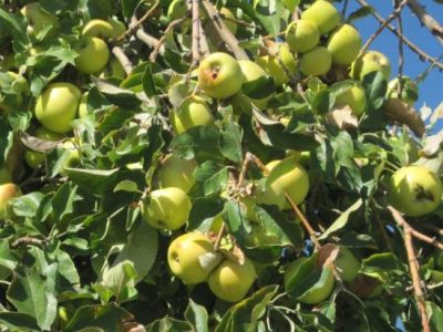 Homemade Applesauce – A Fall Harvest Treat Image